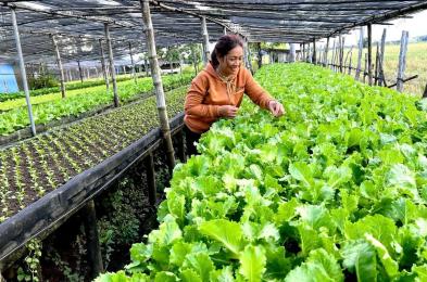 អតីតពលករមួយ​ចំនួន​កំពុង​បន្ស៊ាំ​ខ្លួន​នឹងការ​ដាំដុះ​បន្លែ ដើម្បី​​ផ្គត់ផ្គង់ជីវភាព​និង​សងបំណុល